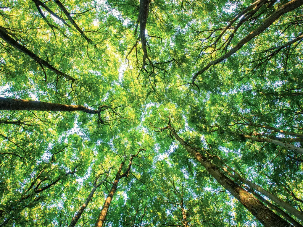 Bild von grünen, dichten Baumkronen im Wald.