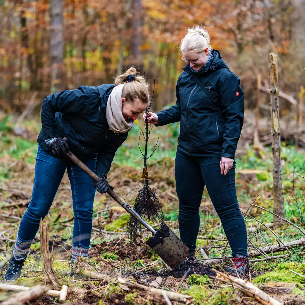 Zwei Frauen graben im Wald ein Loch für einen Baum.